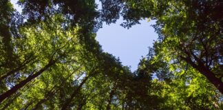 »Die Bäume wollen mich nichts lehren…«